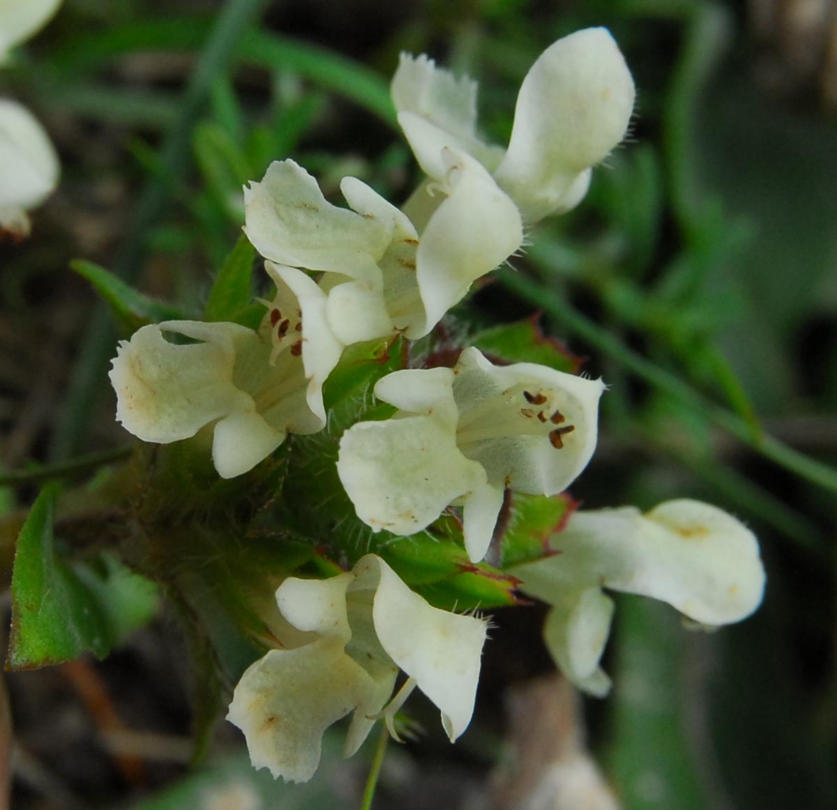 Blüten
